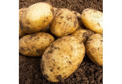 Wilja Seed Potatoes (Second Early - 1 kg)